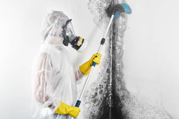 Best Mold Removal for HVAC Installations  in Pleasant Grove, OH